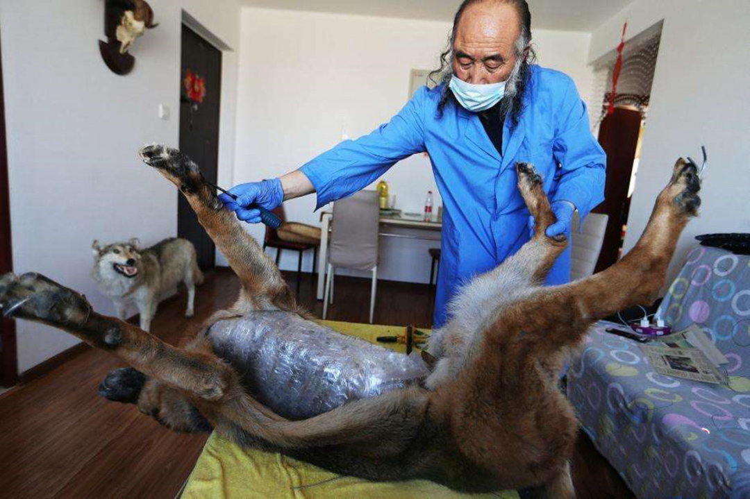 十年以上的土狗能卖多少钱,农村收的土狗卖去哪里了