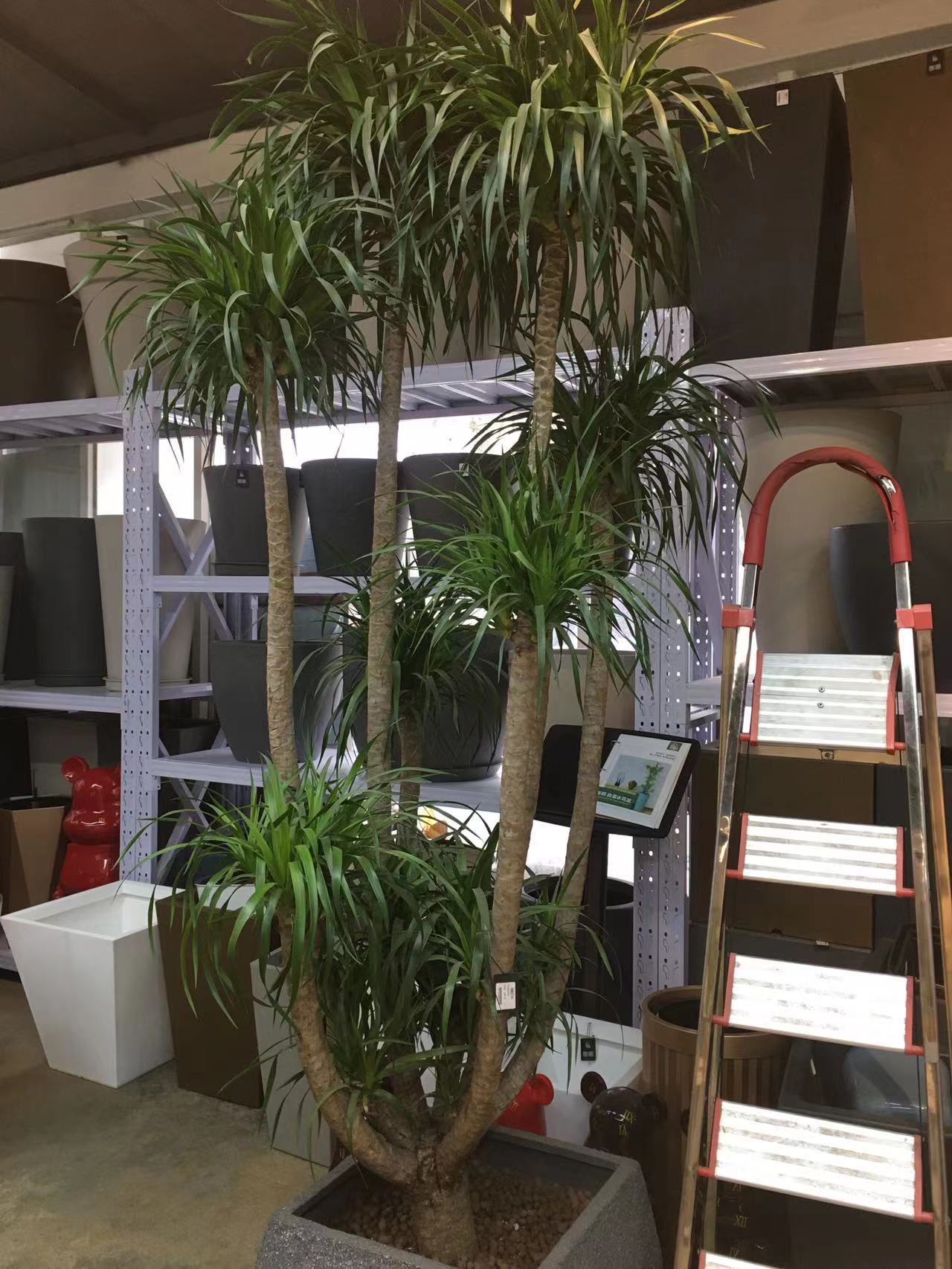 成都春天花卉市场哪里最便宜,成都温江区最便宜的花卉市场