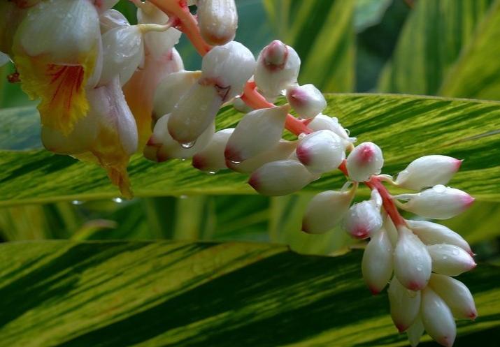 春风如诗字字多情30首好诗,最美春风古诗词