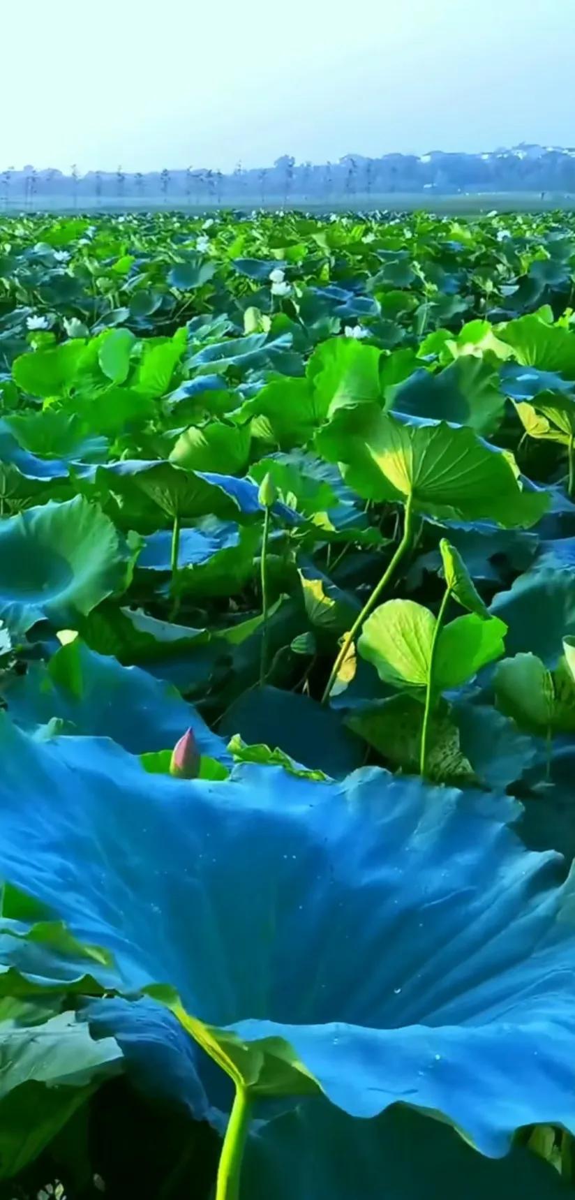 夏日美丽的荷花图片,荷花图片配上字映日荷花别样红