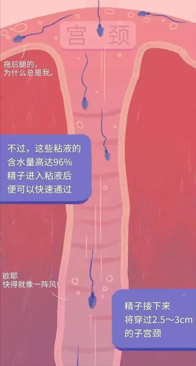 精子进入女性体内，会发生什么？有些刺激（漫画）