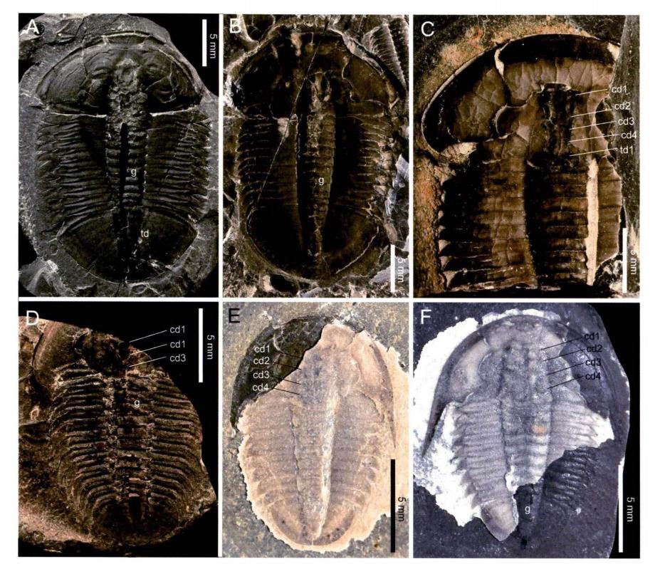 山东三叶虫化石真假,三叶虫远古生物图片