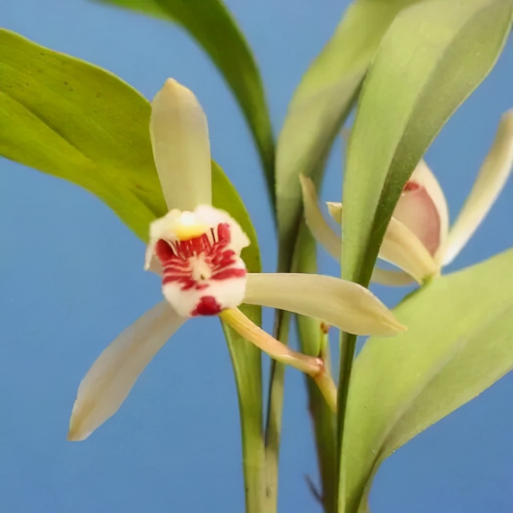 快来看看，兰花的世界真奇妙|壹木星球No.14