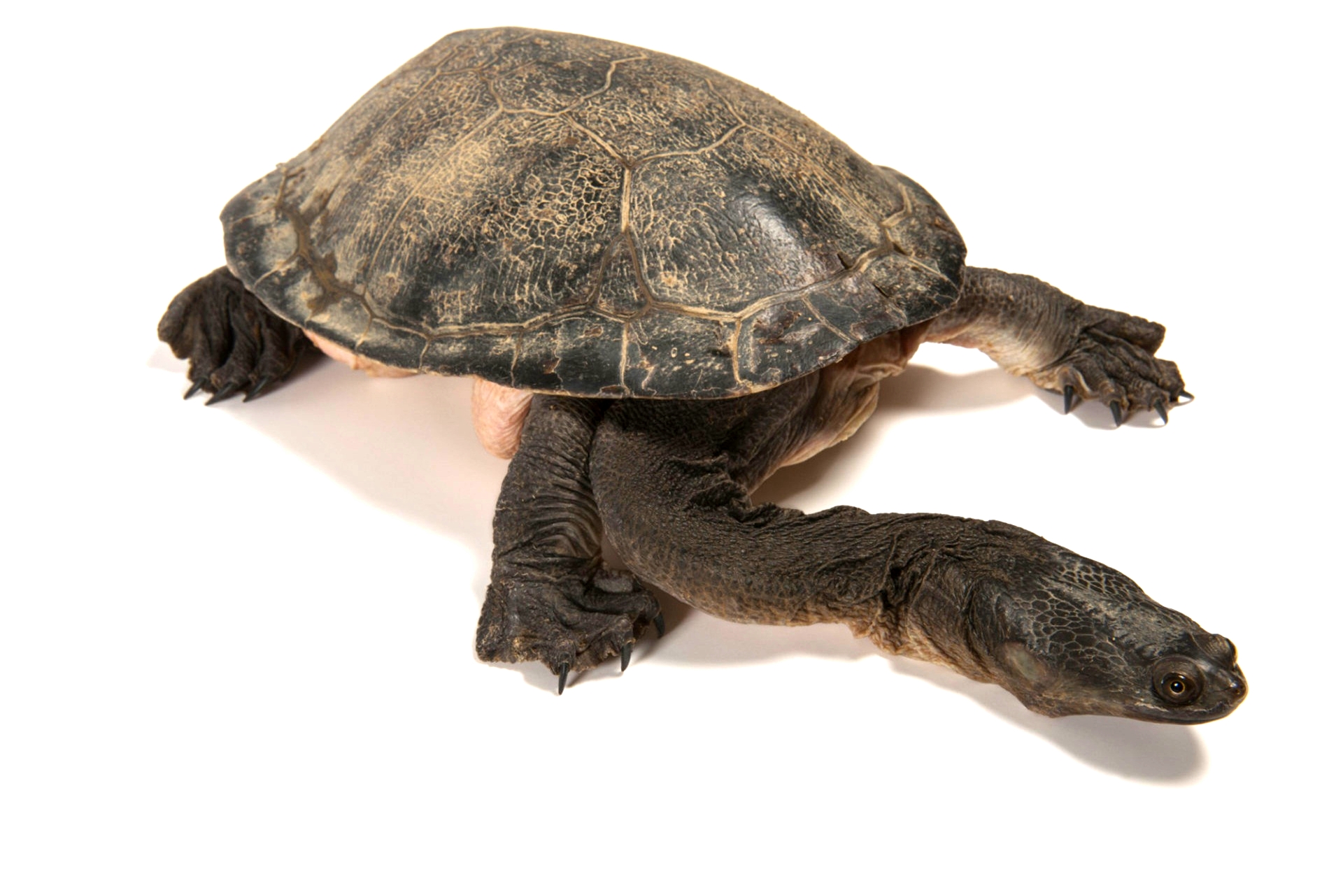 最常见的乌龟是哪种龟,常见乌龟的种类有哪些