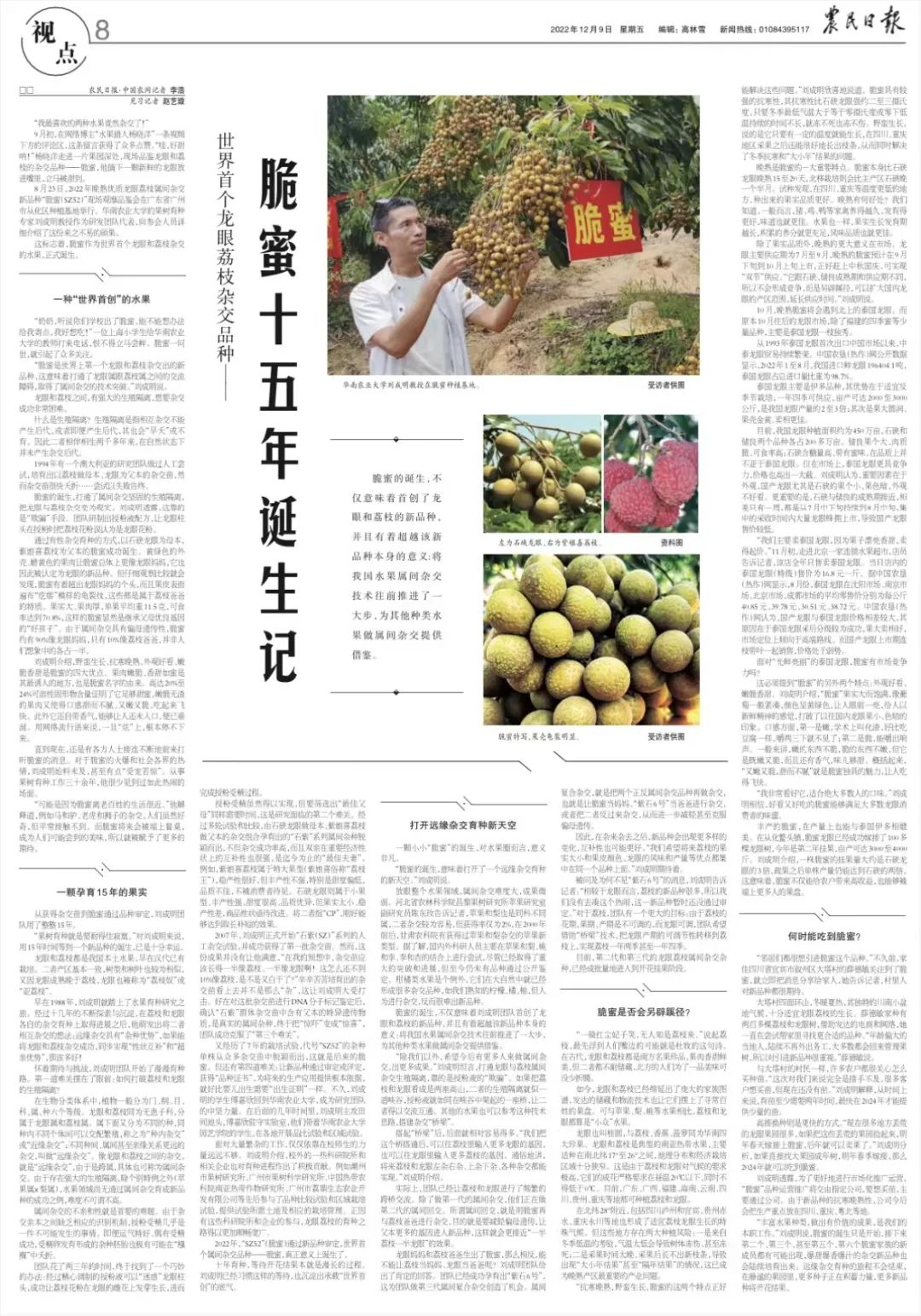 脆蜜金柑5年树,脆蜜金柑15年树龄