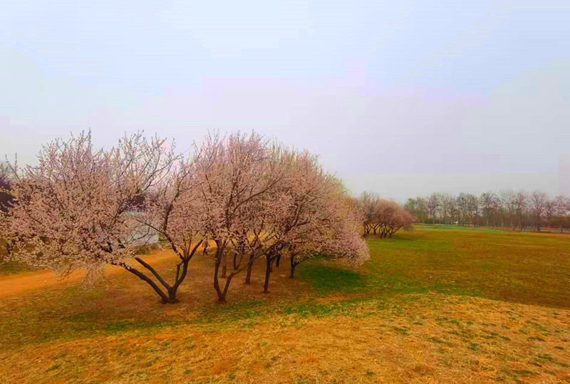 有地铁直达的公园,地铁可达的郊野公园