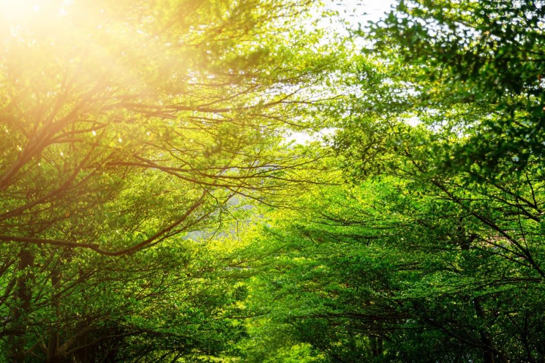 夏天荷花诗句经典名句,夏日荷花唯美诗句