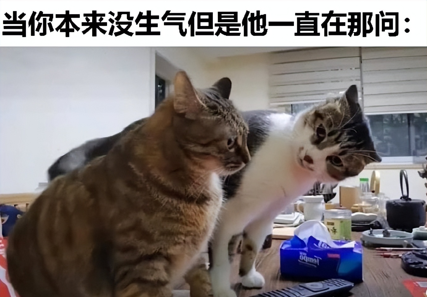 【被窝段子20221225】每个人的花期不同不必焦虑有人比你提前拥有