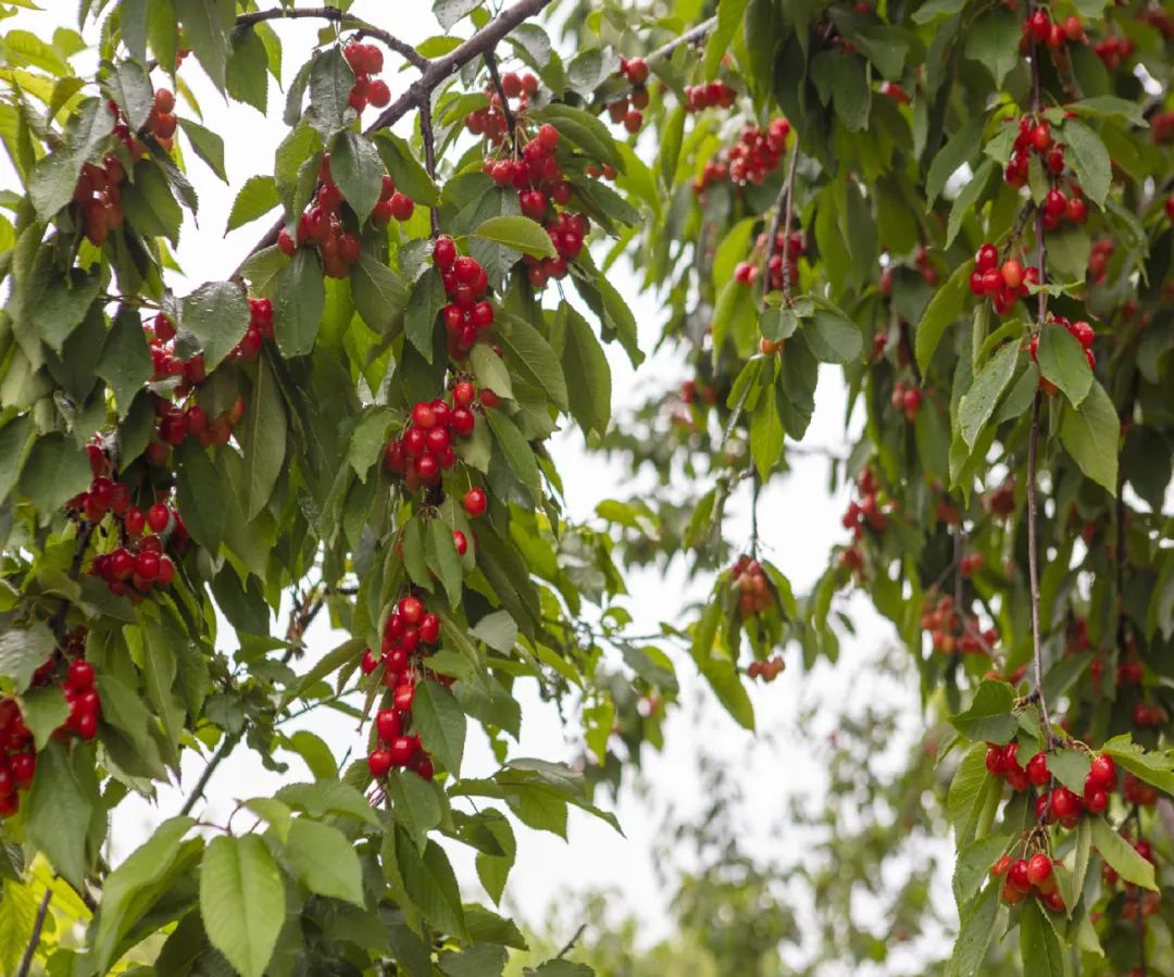 休闲农业与乡村旅游项目分析,休闲农业与乡村旅游什么时候开始