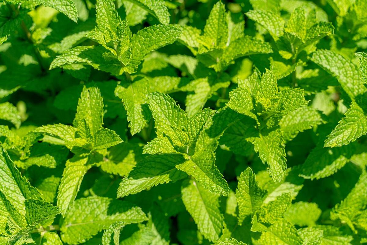 薄荷上长了很多小白虫密密麻麻,薄荷上有白色的小虫怎么治