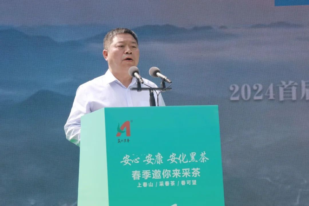 安化黑茶开园视频,安化黑茶网上开园