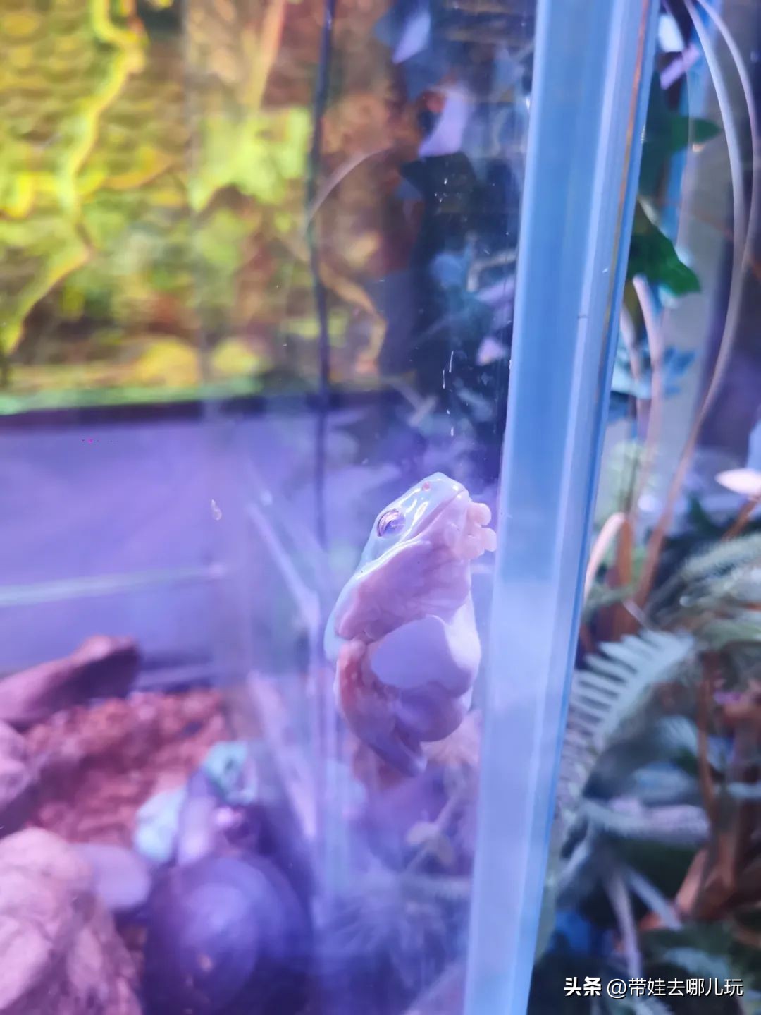 一天玩遍北京野生动物园,包场去鸟巢