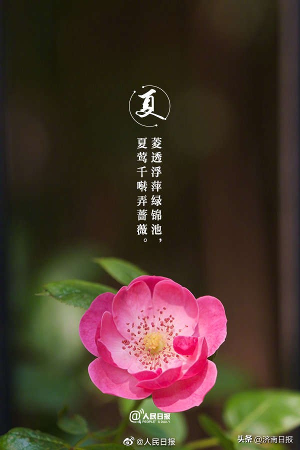 当夏日美景遇上古诗词了,当夏日美景遇上古诗词怎么写