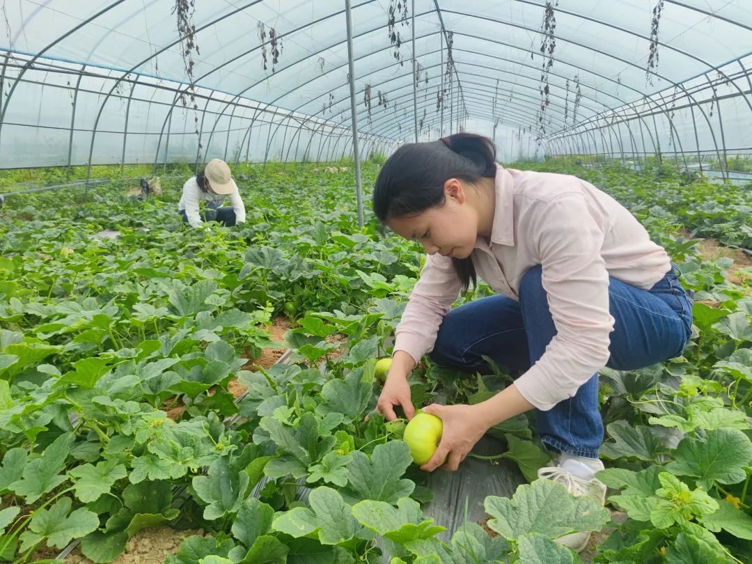 上犹这个乡的“甜蜜”事业丰收啦！速来“抢鲜”