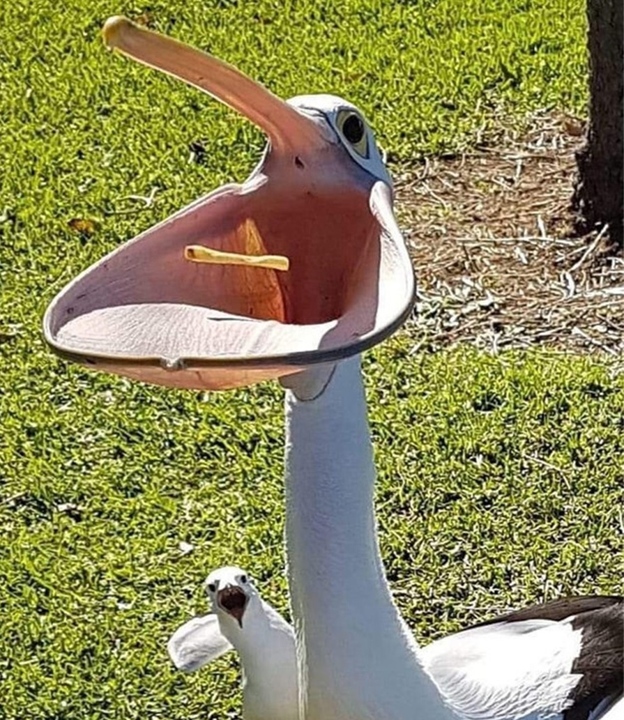 美国女人的收藏品，全美服装比赛上的佳丽，40张照片带你看全球