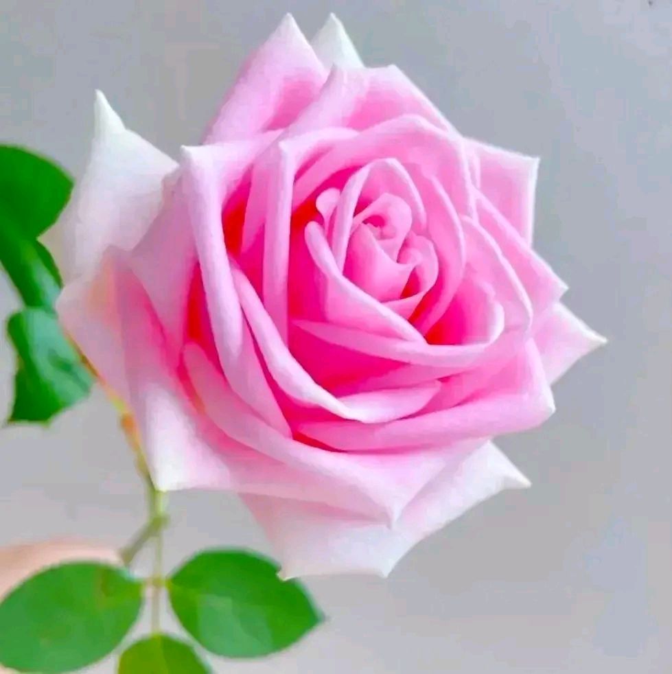 有些事一旦爱上了就停不下来,有一种爱还没来得及开始就结束了