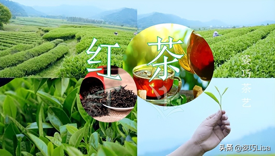 红茶茶艺入门,茶艺绿茶知识
