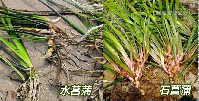 每天学习一味中药白矾,每天学习一味中药石菖蒲