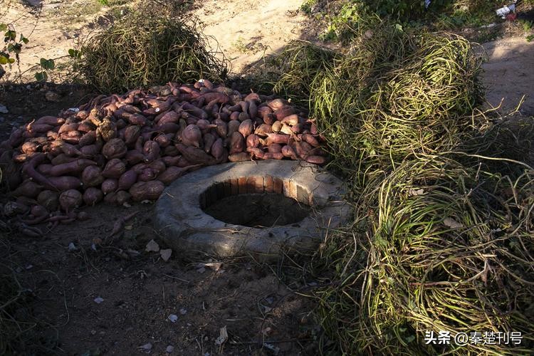 再说“郧阳三大宝”（3）：红薯，浑身都是宝