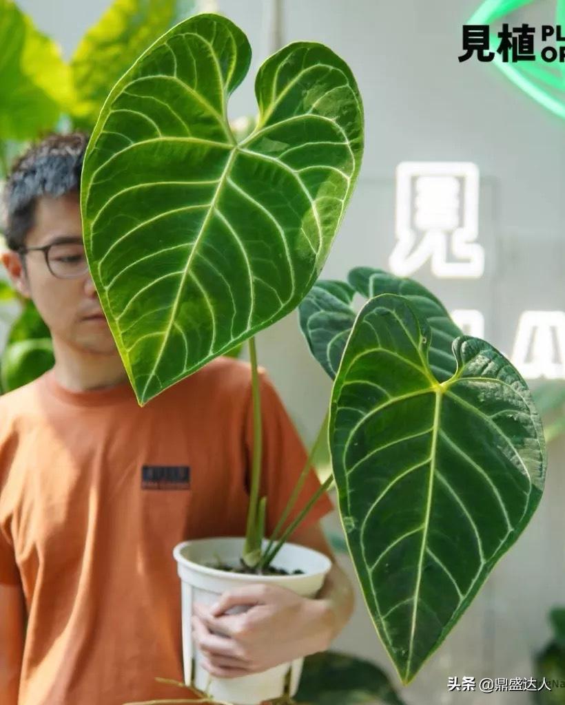 直播带货平台gmv排名,淘宝直播618主播推荐