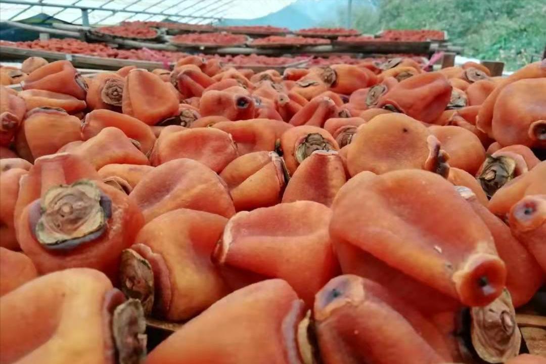 广西恭城月柿,桂林月柿