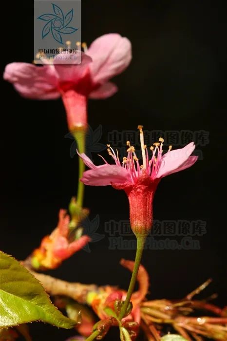 初春河津樱花图片大全,河津樱花品种大全