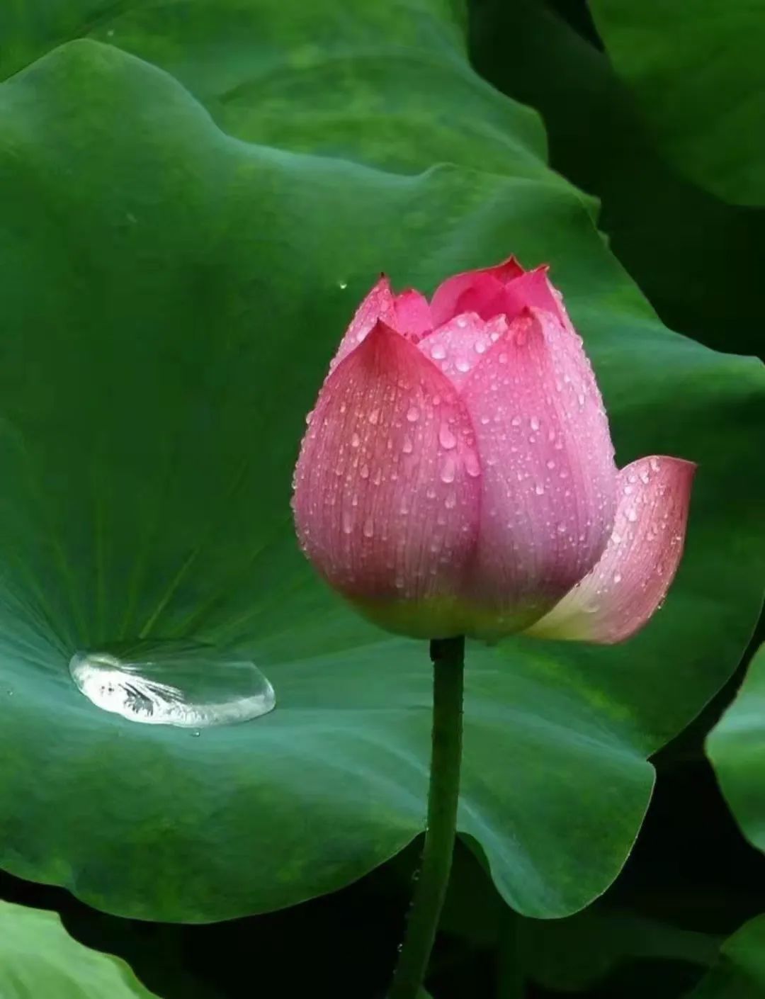 原创七言绝句之咏荷赋上热门,古人咏荷七律名诗