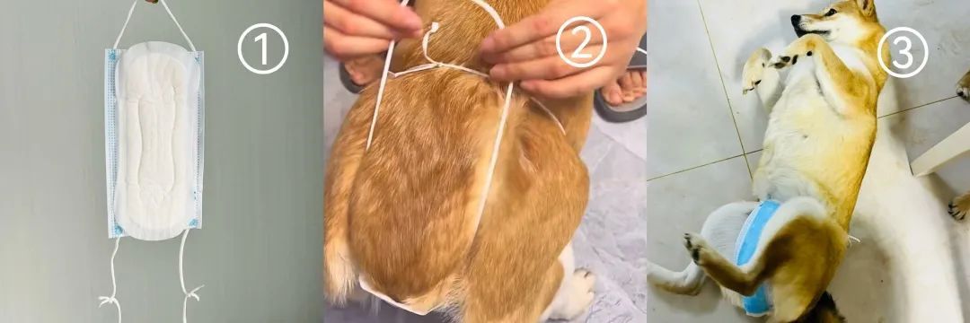 母狗也会来月经吗,狗也会来大姨妈吗