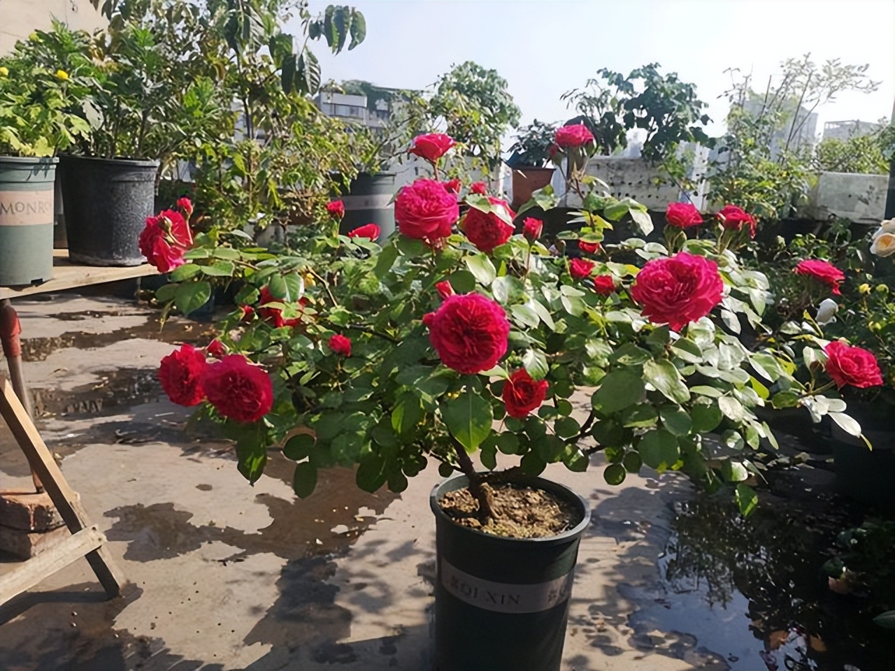 楼顶露台养花夏季怎么养,顶楼露台养花最佳方案