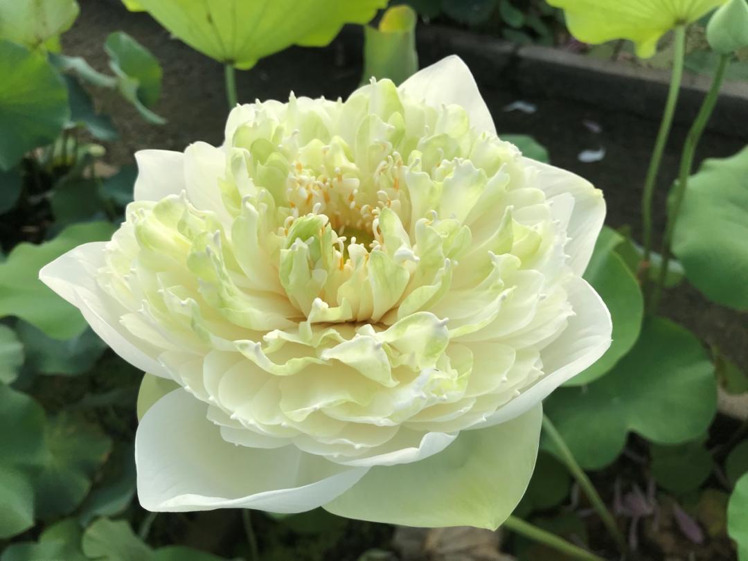 绝美的荷花品种大全图集,超好看荷花品种大型荷花