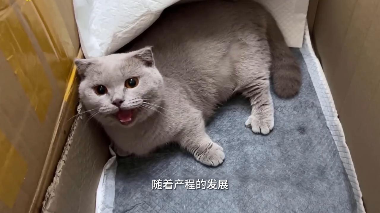 蓝猫妈妈负责任吗,蓝猫妈妈会照顾小猫吗