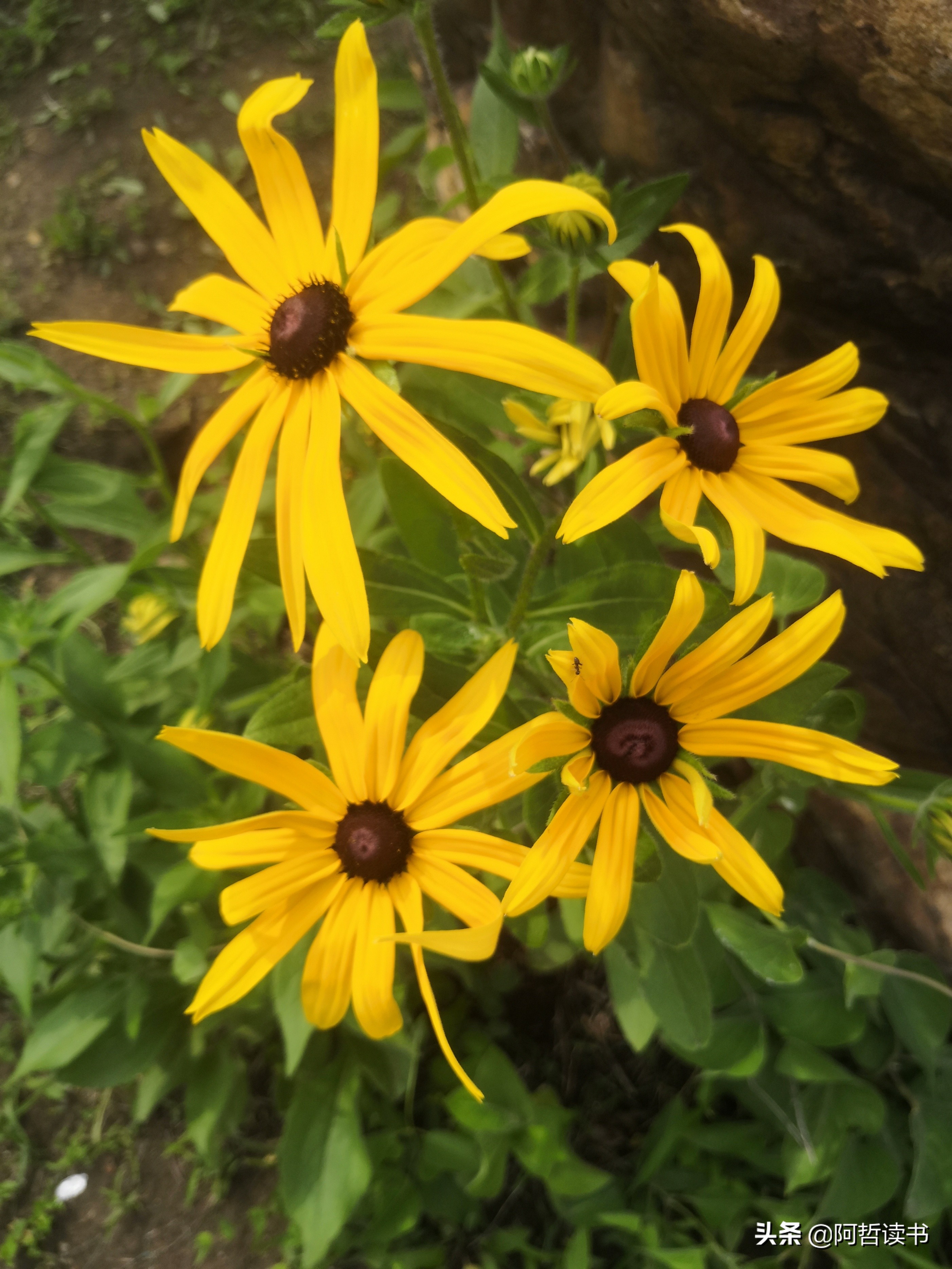 黑心金光菊：花名不雅，花姿灿烂，菊花里独特耀眼的一款