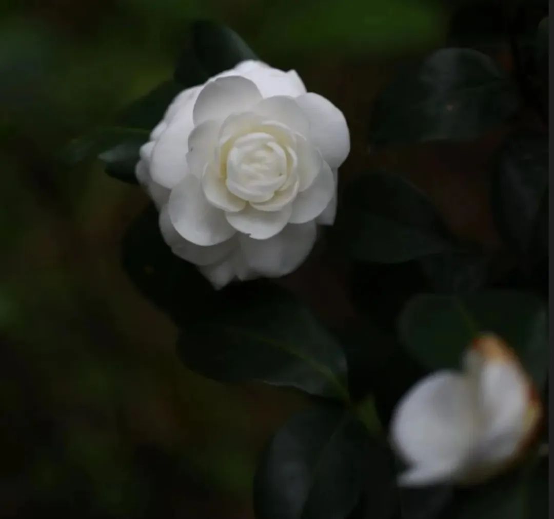 佳莱：东方文化|惜物积福有情有义