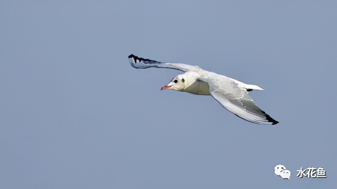 鱼眼睛白内障,鱼眼睛疾病