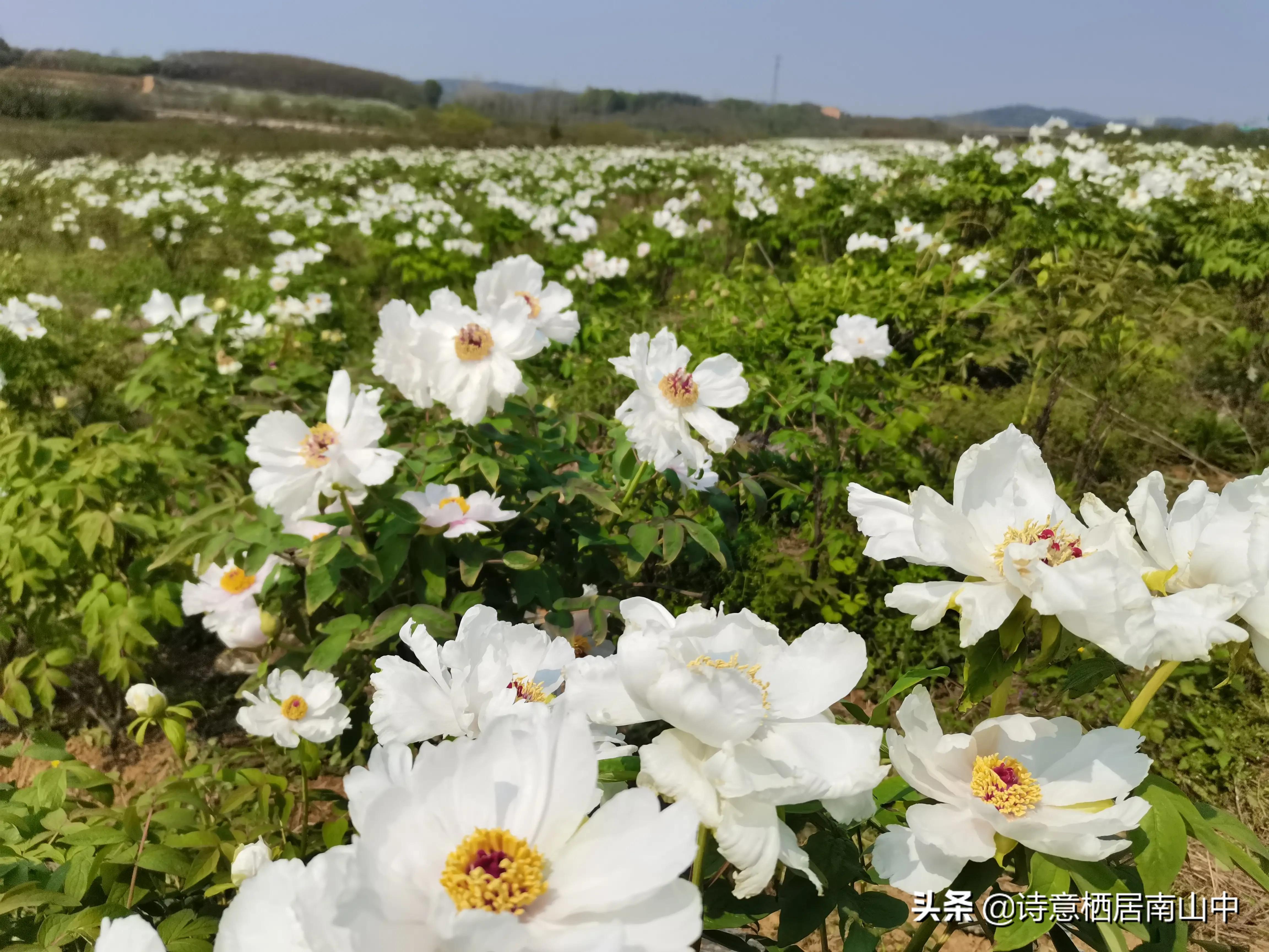 江夏鲁湖湿地公园,江夏金口鲁湖梦里田园
