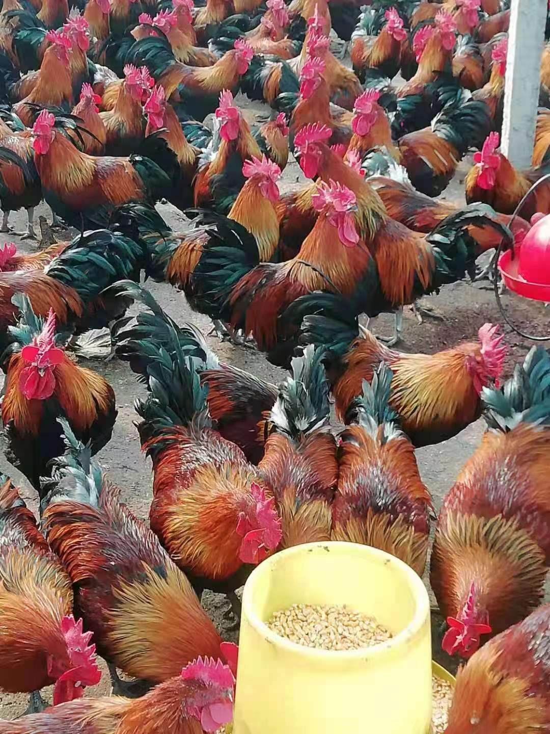 创业养土鸡怎样才赚钱,年轻人创业养土鸡好吗