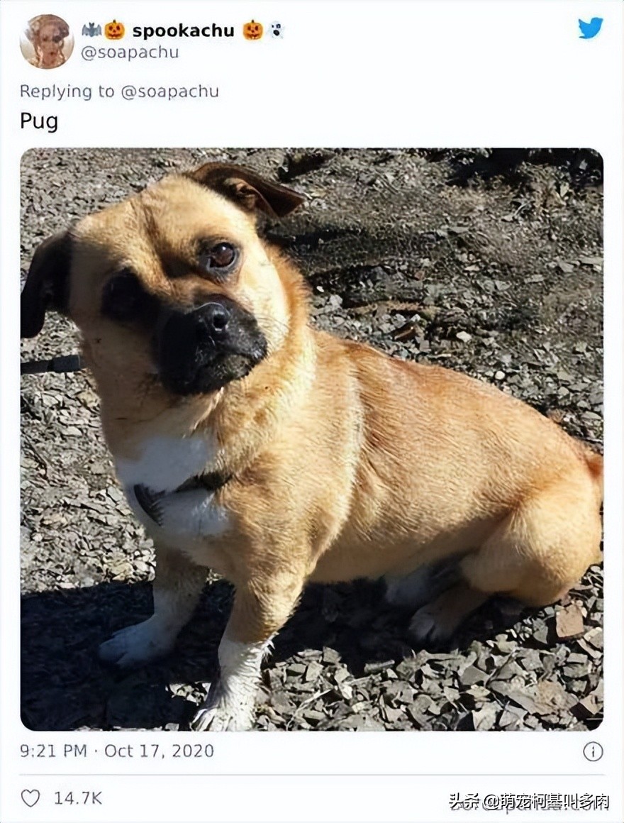 柯基强大的基因,杂交柯基和柯基生出来的样子