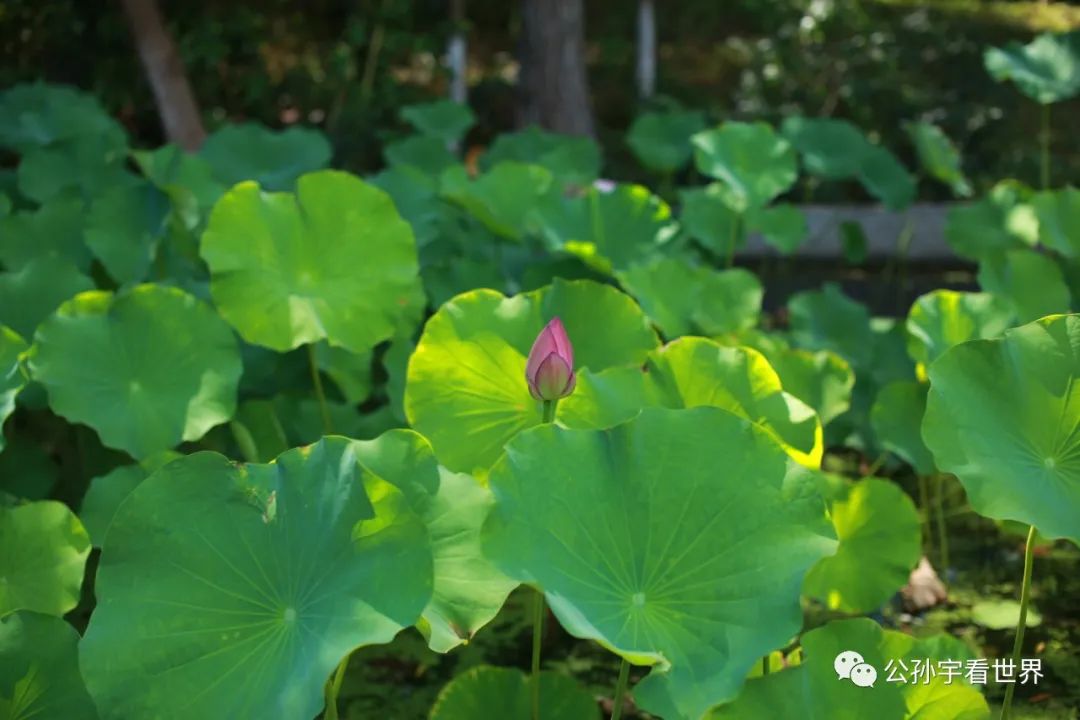 平湖东湖景区,东湖景区平湖八大景致
