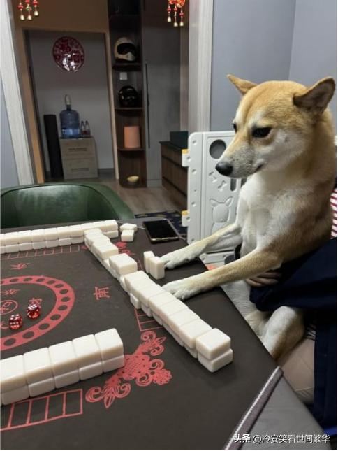 ea888免拆治理烧机油费用,ea888免拆除积碳处理多少钱