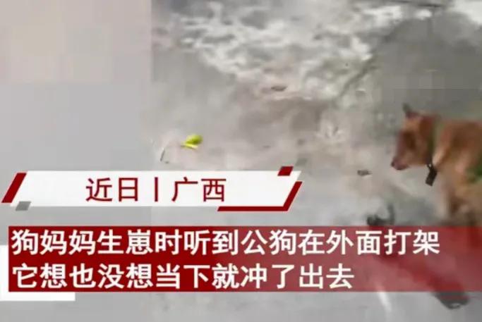 狗妈妈带小狗打架,狗妈妈打狗宝宝