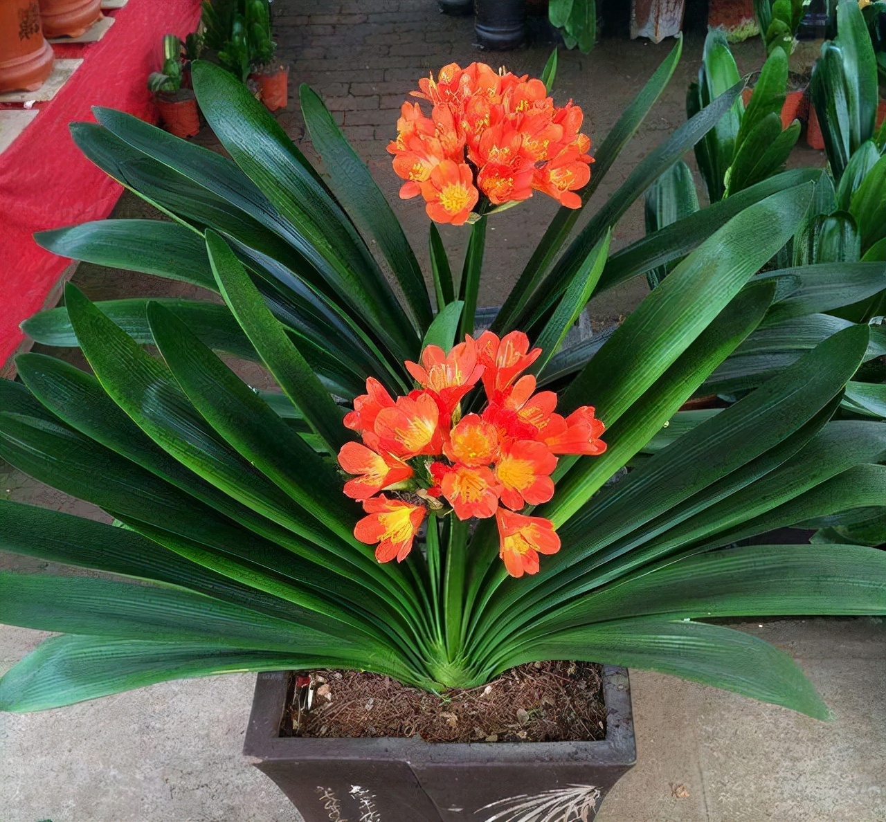 9种“健康花”,客厅一放,吸废气又高档,旺家更旺人