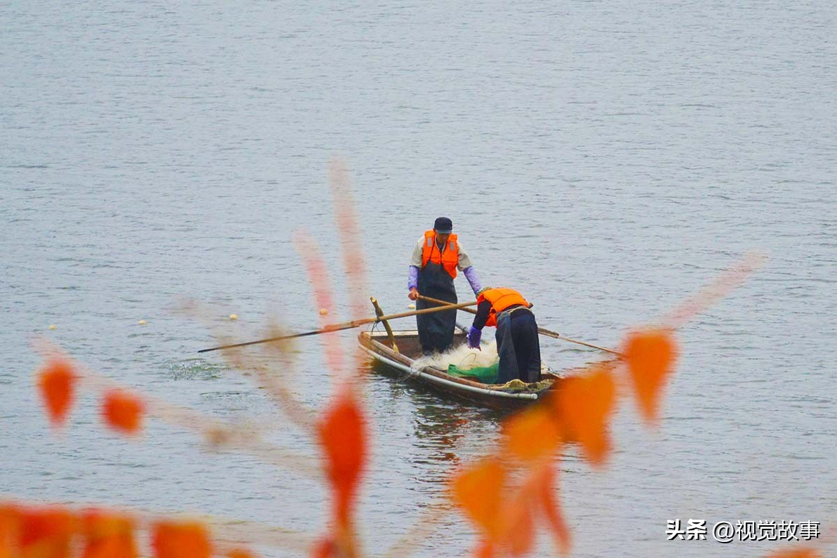 为什么近些年农村挖鱼塘养鱼的多,为什么水库养鱼比较多