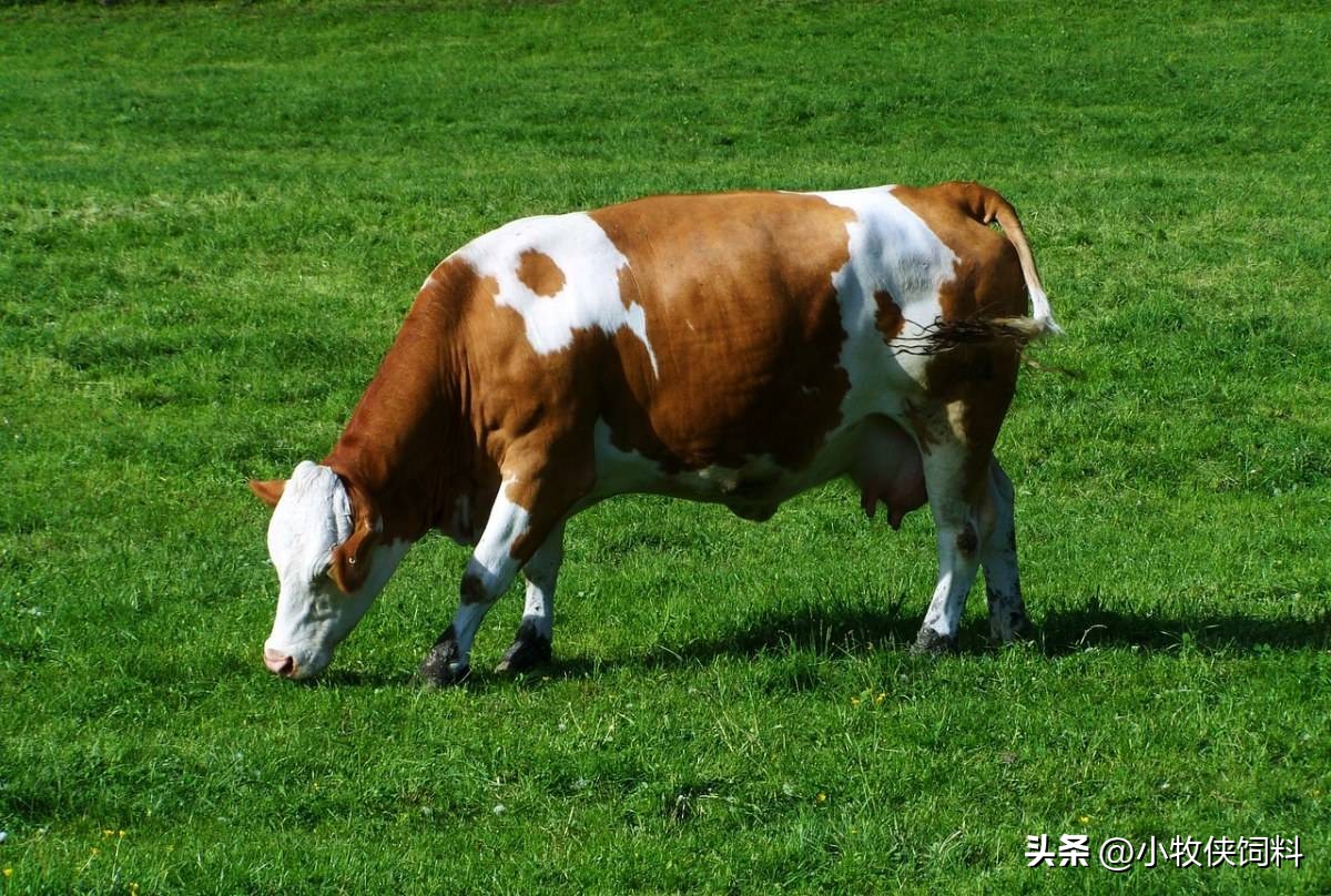 牛不倒嚼不排便怎么回事,牛倒嚼不停怎么了