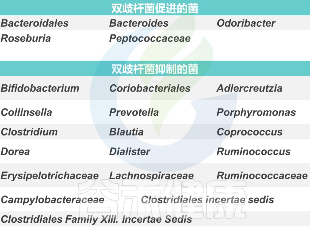 双歧杆菌属于肠道什么菌,双歧杆菌肠道功能会更好
