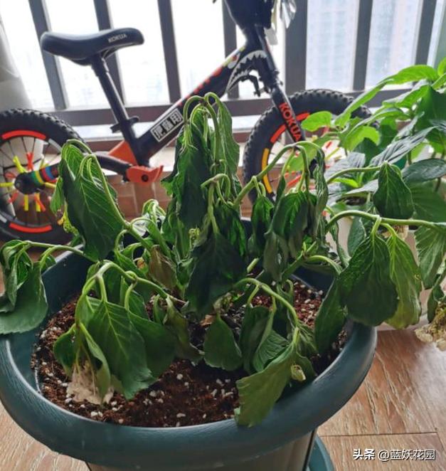 为什么我买的盆栽花总是养不活,为什么买来的花绿植总是养不好