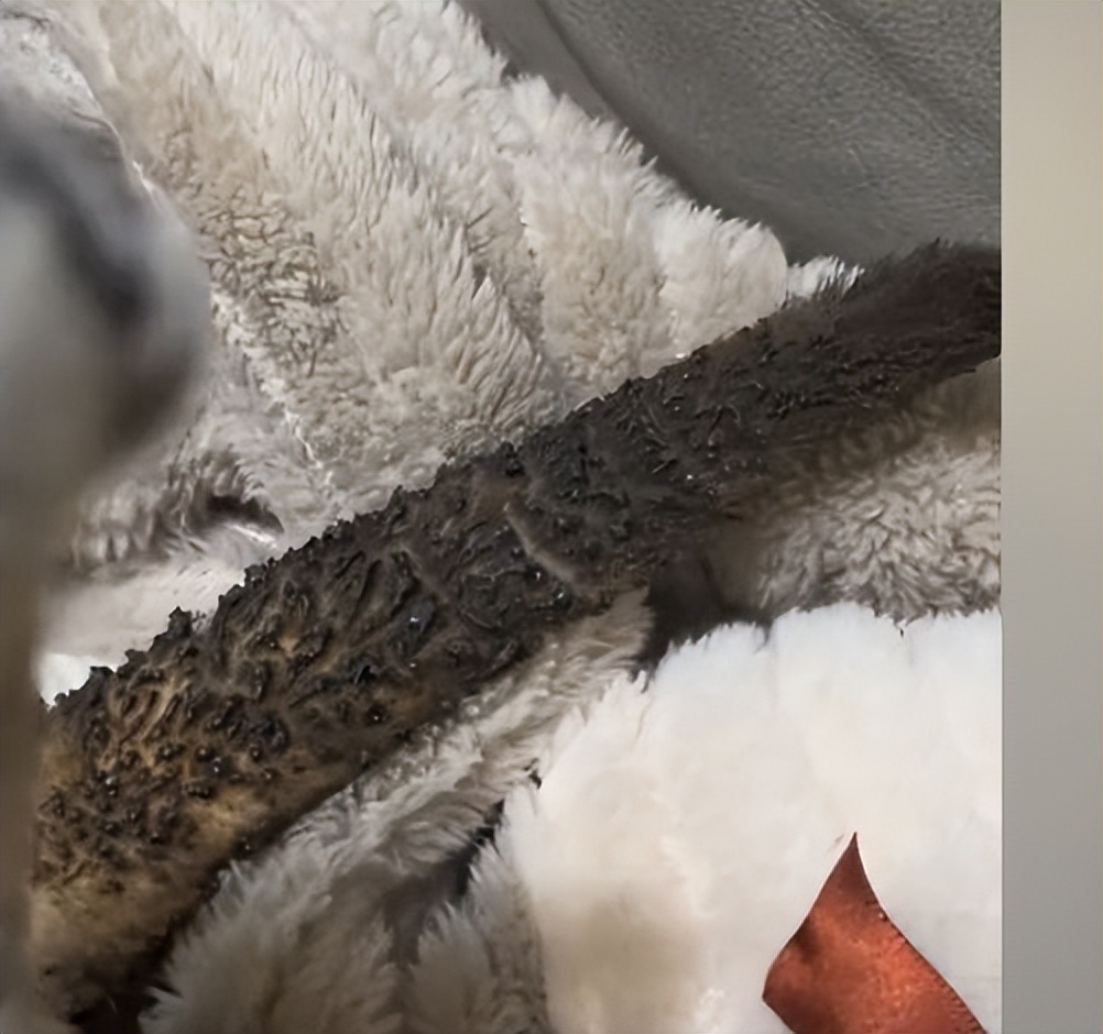 猫咪火炉旁烤火不料尾巴被烧着,猫咪尾巴着火是什么原因