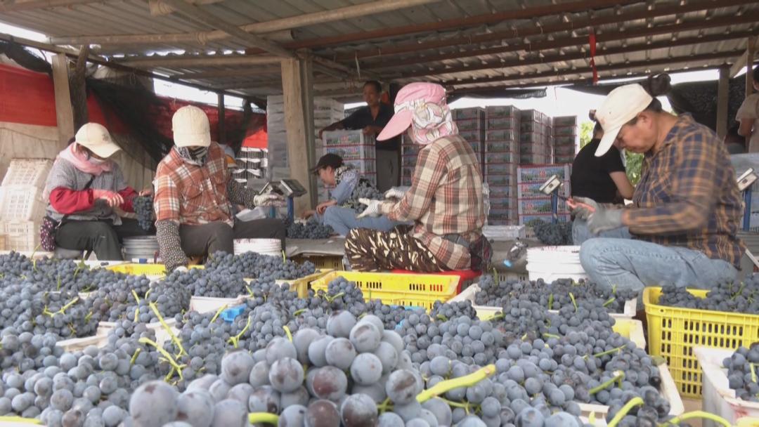 申杰醉打金枝,申杰升再创辉煌