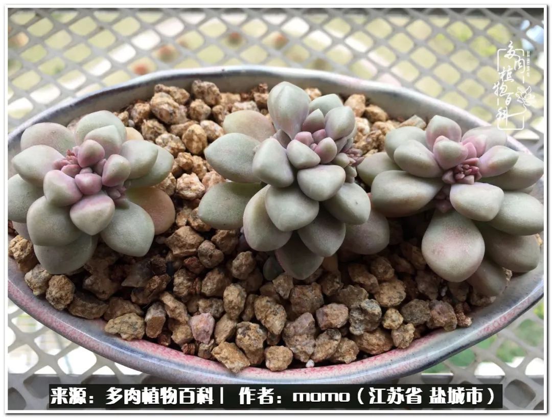 露养一个月的多肉图片,露养多肉春天外面过夜么