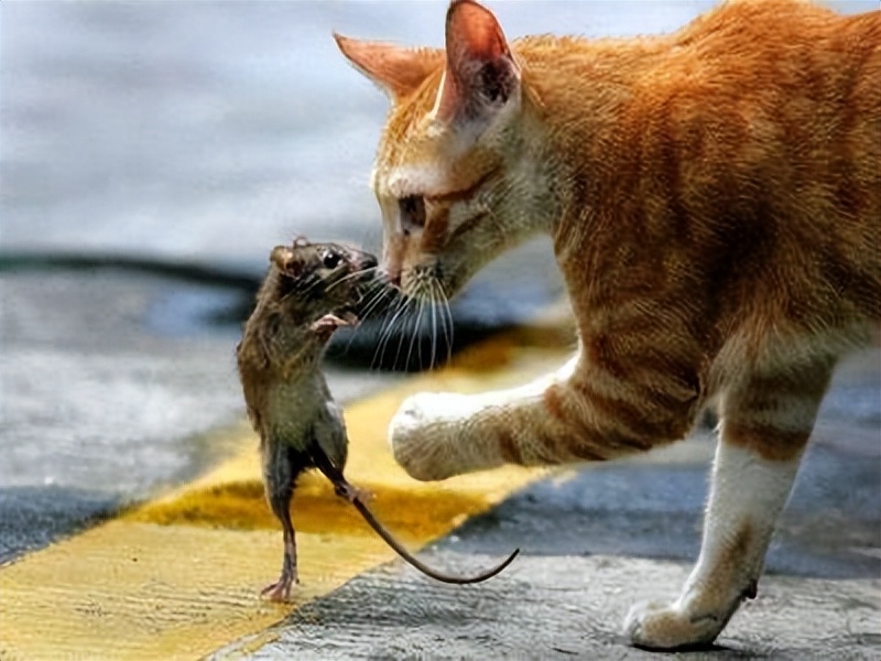 目前最先进的灭鼠技术,科学家利用基因技术灭鼠