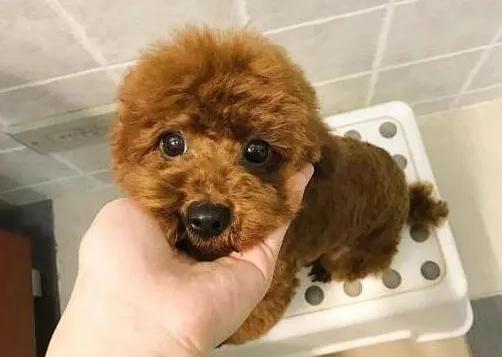 贵宾犬有泪痕吃什么狗粮好,贵宾犬有皮屑怎么治疗